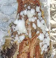 Frankincense resin seeping out of B. sacra trunk