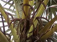 Male tree with flower