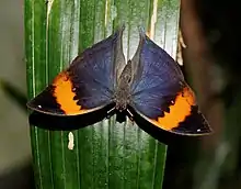 Male, upperside, from the Jardin des Papillons of Hunawihr, France