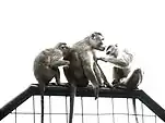 Three macaques grooming one another.