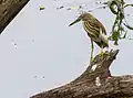 Indian pond heron