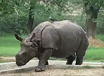 Indian rhinoceros