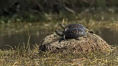 With yellow spots & blotches at Sulthanpur National Park