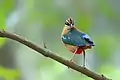 Image 42The Indian pitta (Pitta brachyura) is a passerine bird native to the Indian subcontinent. It inhabits scrub jungle, deciduous and dense evergreen forest. The pictured specimen was photographed at Bhawal National Park.Photo Credit: Md shahanshah bappy