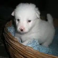 An Indian Spitz dog with conical snout and pointy, fox-like ears set high up on their head. They are a native Indian breed of dog. They have a very expressive face, like the one in this picture.