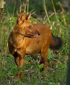 Red canine in grass