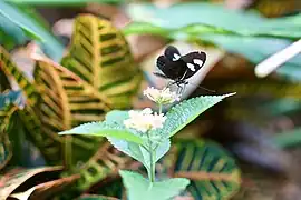 A butterfly on one of the many flowering plants at the zoo.