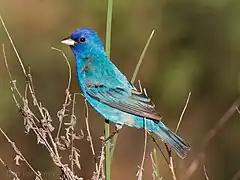 Indigo buntings have iridescent feathers.