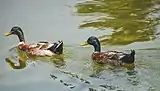 Ducks in the lake