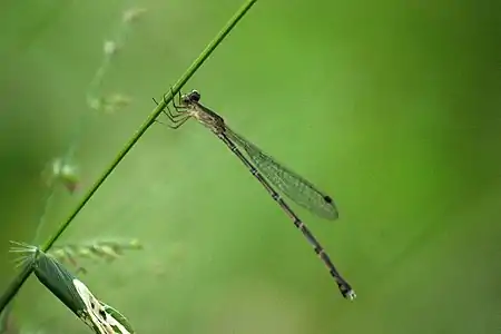 female