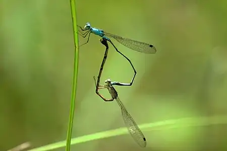 mating pair