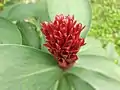 Inflorescence after flowers died