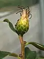 Young infructescence, showing withered, brown florets