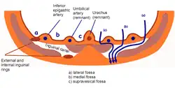 Inguinal fossae