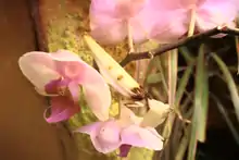 Image 17A flower mantis, Hymenopus coronatus, uses special Aggressive mimicry. (from Animal coloration)