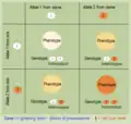 Punnett square: intermediate inheritance