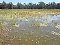 Intermittent wetland in Pilliga National Park