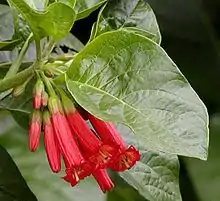 Iochroma fuchsioides, San Francisco Botanical Garden