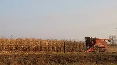 Image 13Harvesting corn in Jones County (from Iowa)