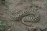 Plains hog-nosed snake (Heterodon nasicus)