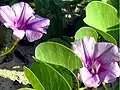 Beach morning glory in Malaysia