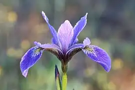 Iris versicolor L. —  Larger blue-flag