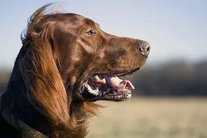 Irish Setter in profile