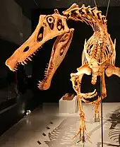 Closeup photo of the reconstructed head and neck bones in the Japan Irritator skeletal mount