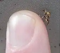 Female next to human thumb for scale