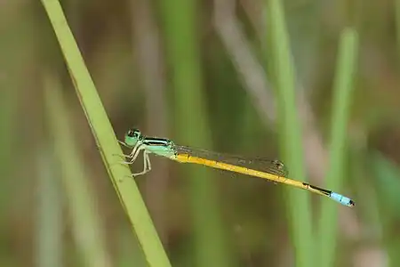 Ischnura rubilio male