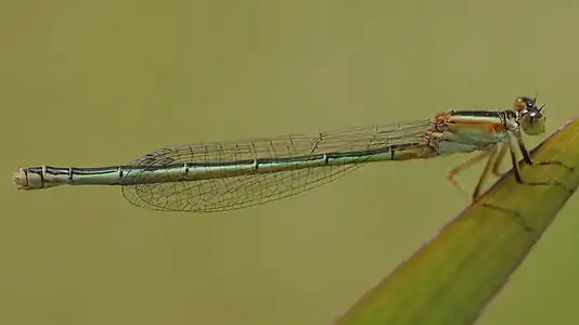 Female (gynochrome)