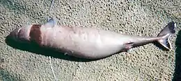 a small shark lying belly-up, with a clear dark brown band around the throat