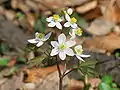 Thalictroideae:Isopyrum thalictroides