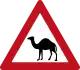 Camels