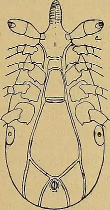 Illustration of ventral side of "Ixodes minor"