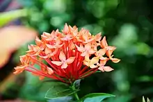 Ixora chinensis