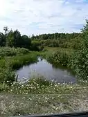 River in a meadow