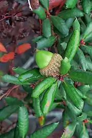 Juvenile acorn