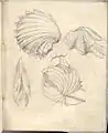 Shells from a sketchbook, undated.