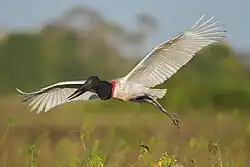 white stork with black head and neck