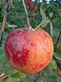 Ripe 'Red Boskoop' on a branch