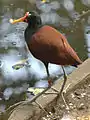 Wattled jacana