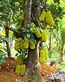 Jackfruits in Anakkara