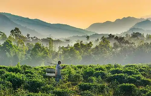 Image 35An old man carrying two baskets on a stick through a field of tea plants in Jaflong, Sylhet, Bangladesh, with misty hills in the background.Photo Credit: Abdul Momin