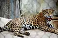 Adult jaguar in Waco, Texas' Cameron Park Zoo.