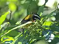 Male Jamaican spindalis (Spindalis nigricephala), Blue Mountains, Jamaica