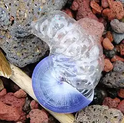 A freshly stranded individual of Janthina janthina in the Janthinidae, Epitonioidea