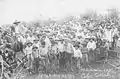 Japanese on coffee plantation (1930).