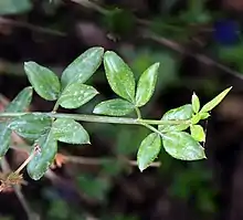 Leaves of Winter Jasmine