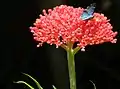 Flowers of Jatropha multifida with blue butterfly in El Crucero, Managua, Nicaragua.